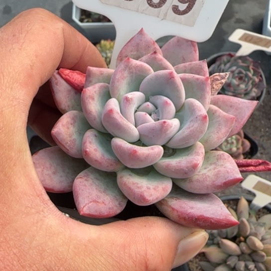 369马蒂尔达多肉植物多