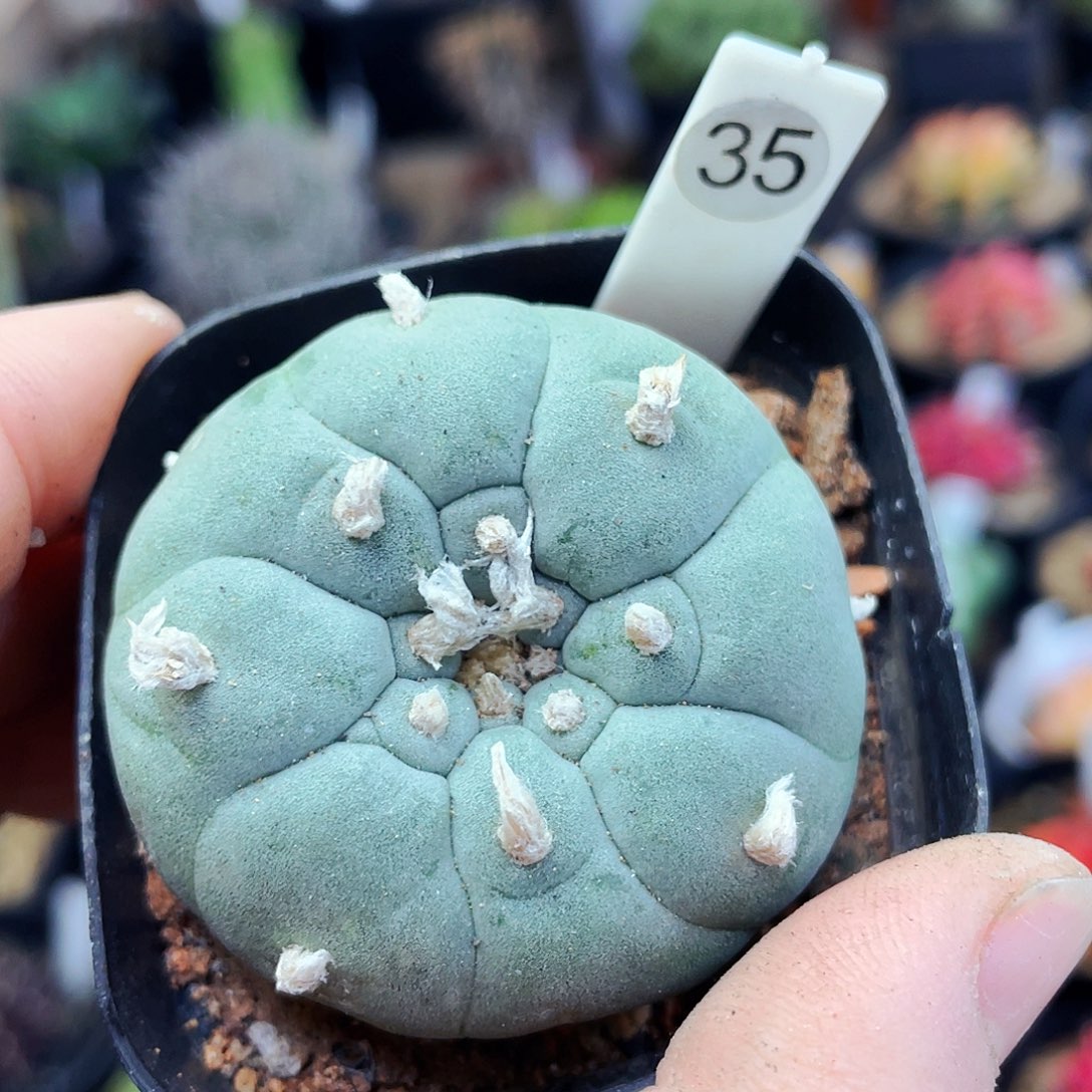 非偏远地区满25包邮仙人球