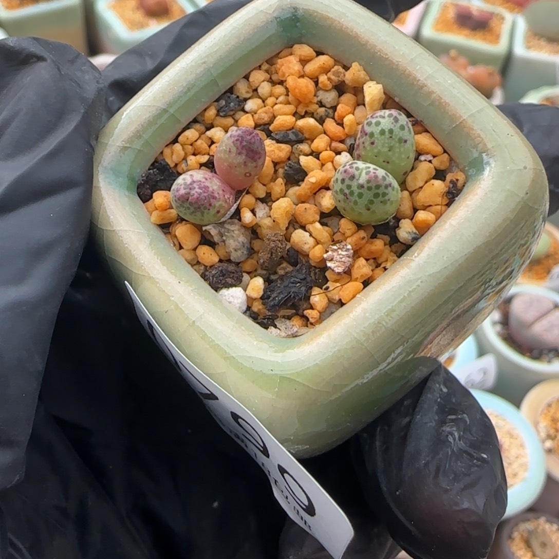 0799--一物一拍 带盆