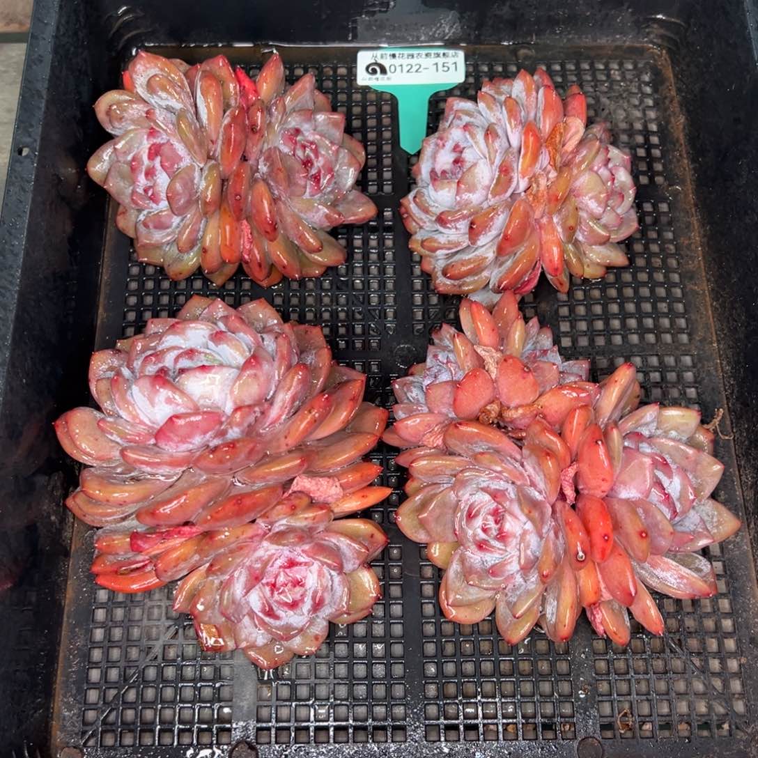 从前慢多肉精选编号0122.151