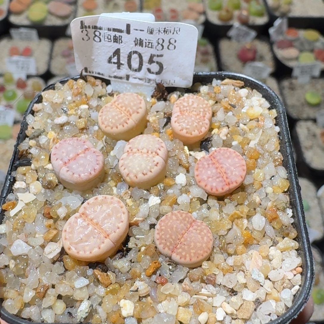 Sss精品清货价405