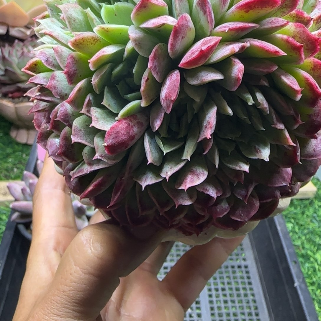 锦安精品多肉植物203