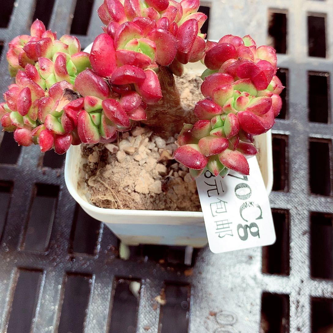 5厘米盆精控多肉470