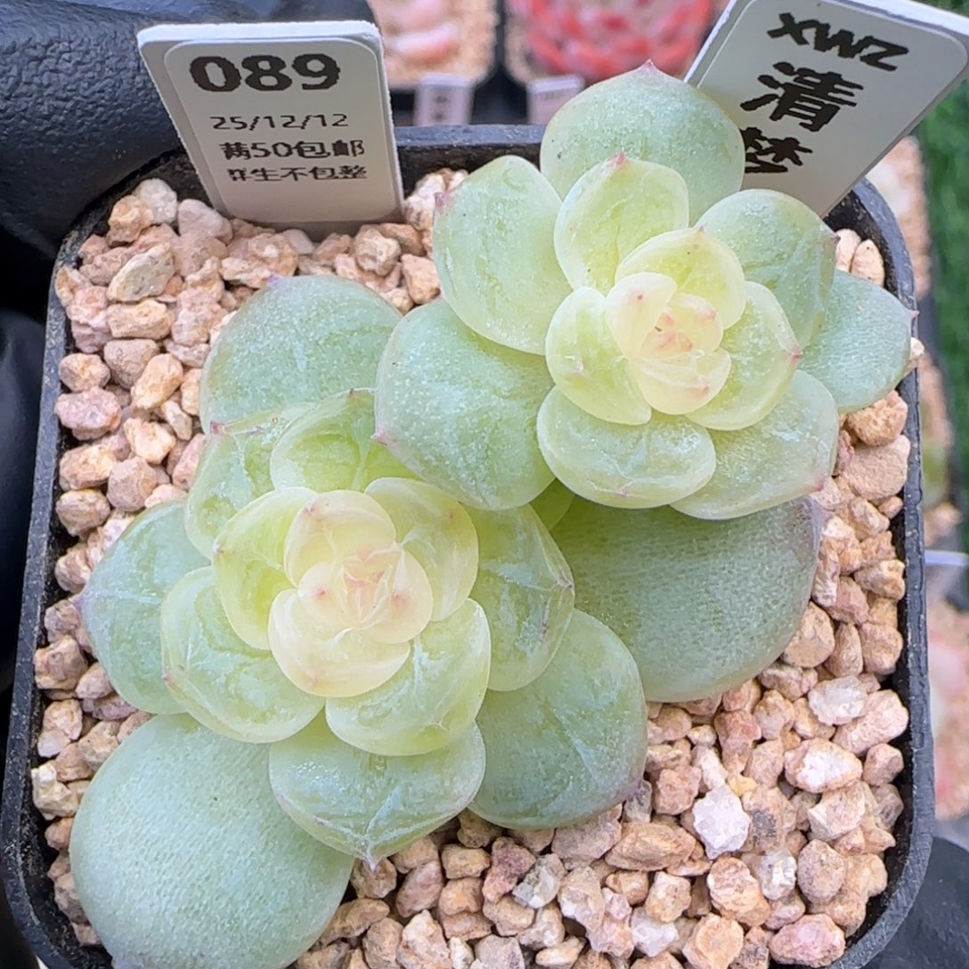 089   清梦   5厘米盆