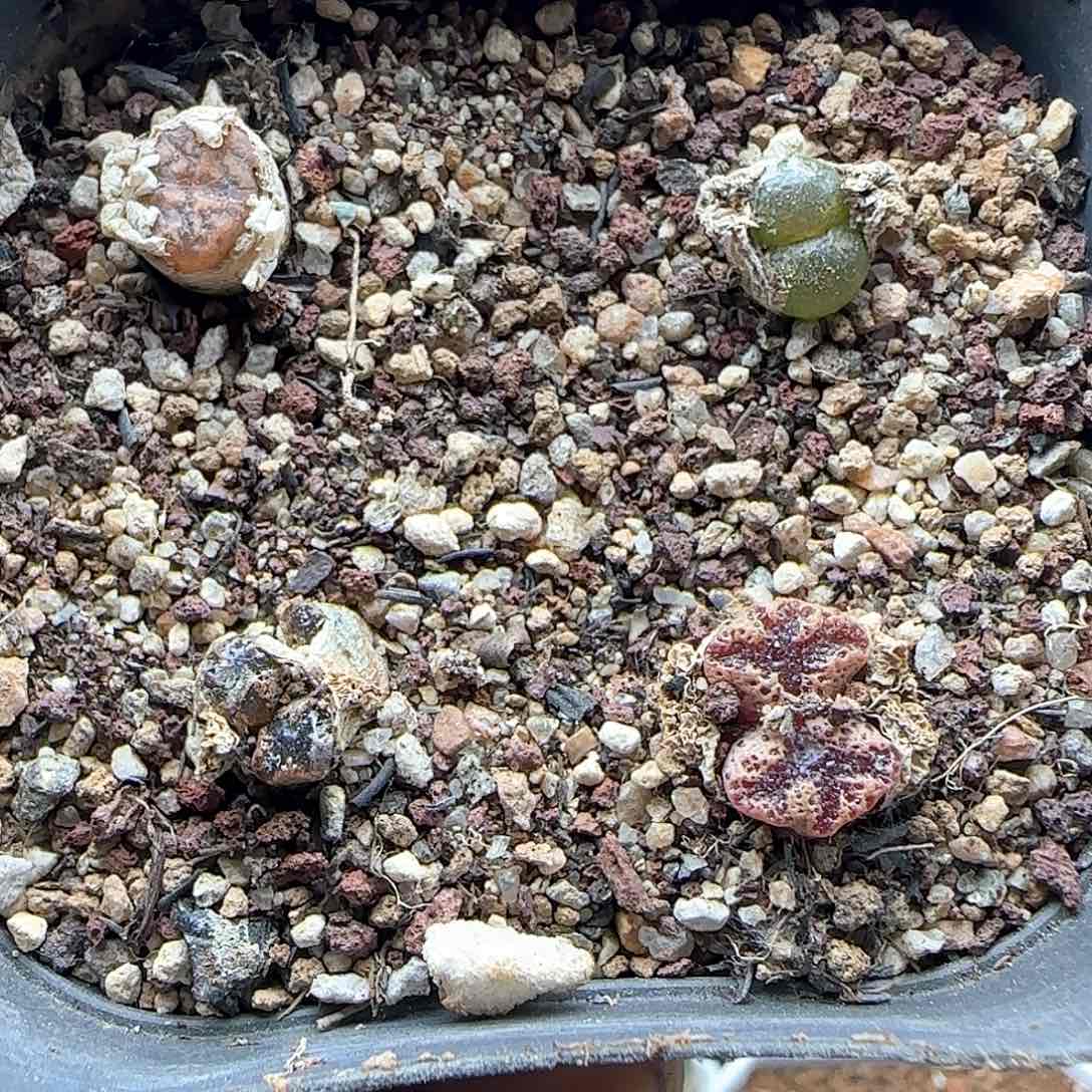 开播福利来啦40073