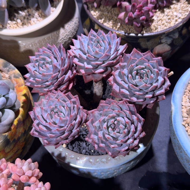 粉蓝鸟 群生 一物一拍