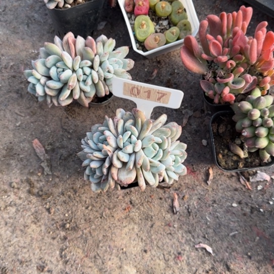 动***娴17橙梦露朵朵多肉植物