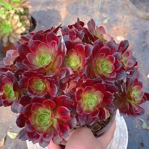 668安娜多肉植物