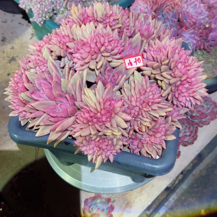 ?*然精品多肉植物老桩