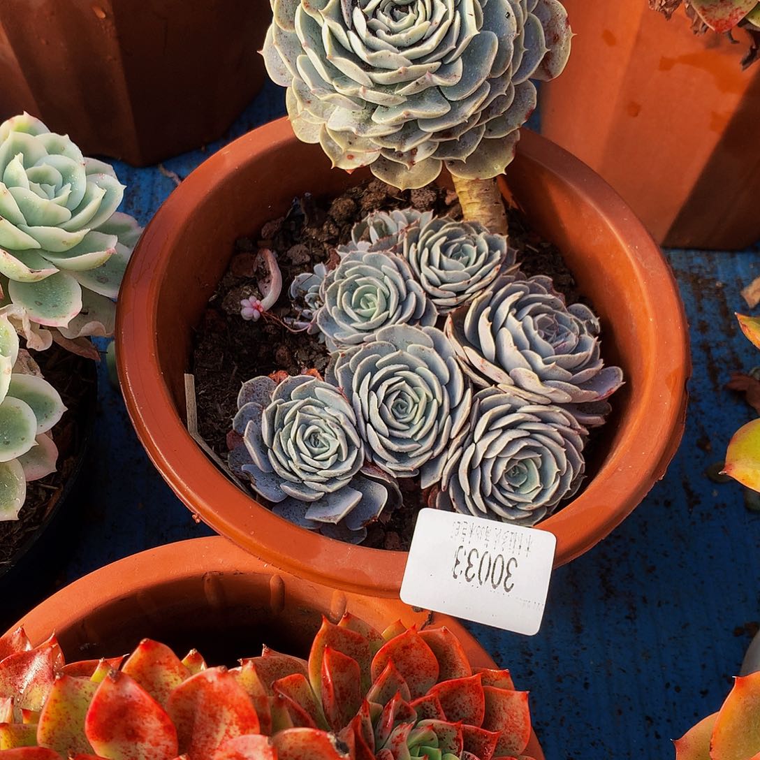 幸****   天赐多肉30033