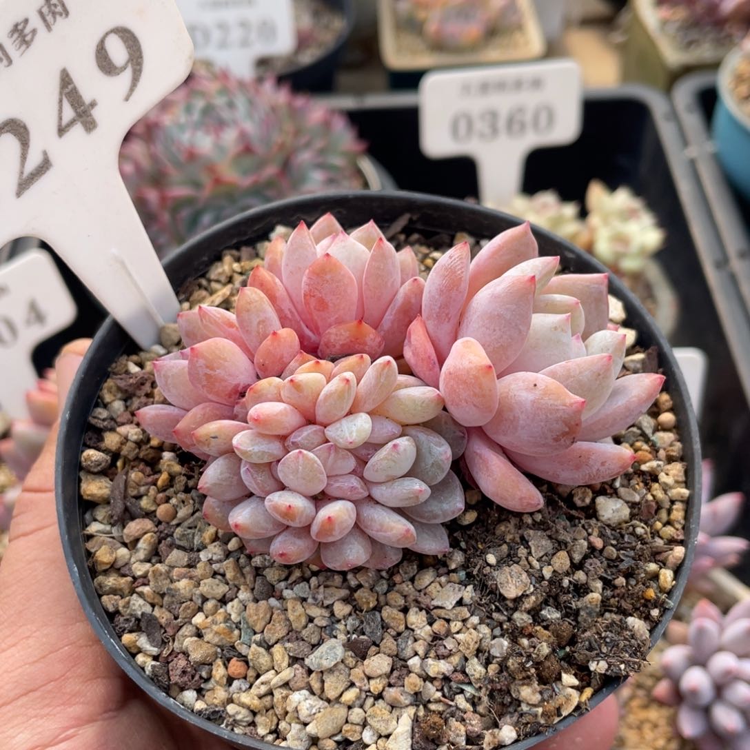 249橙子不带盆10厘米