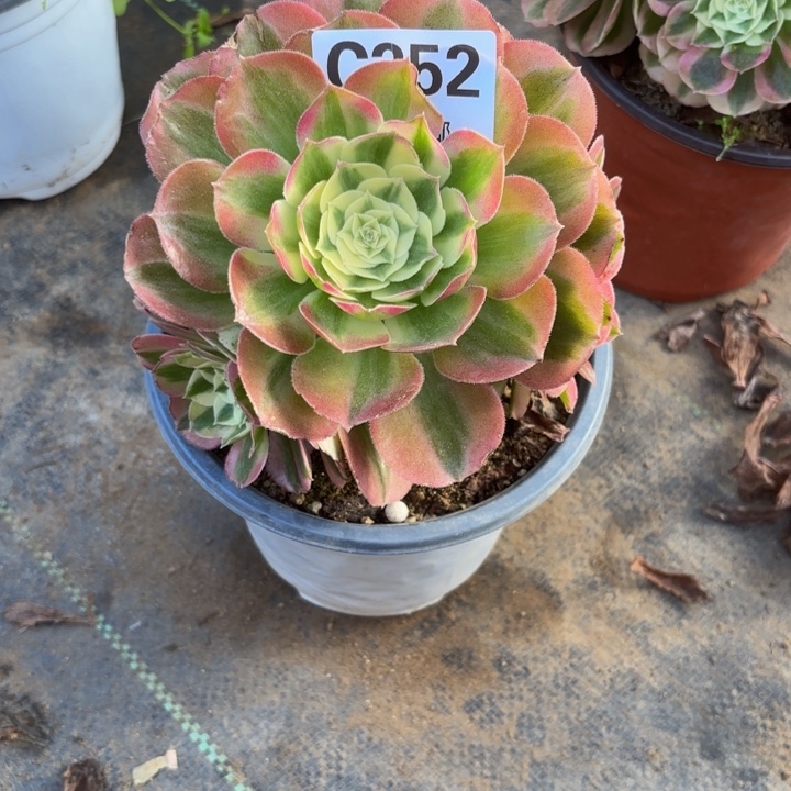 瑞妈，，。。。。。352。绿体，