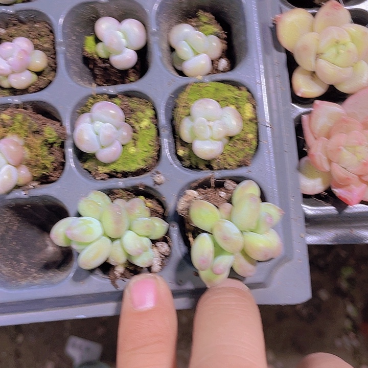 苹***福2颗苹果奶【满10颗包邮】