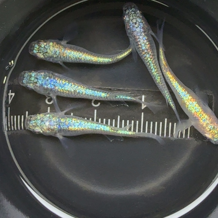 青鳉鱼海王星1号青鳉