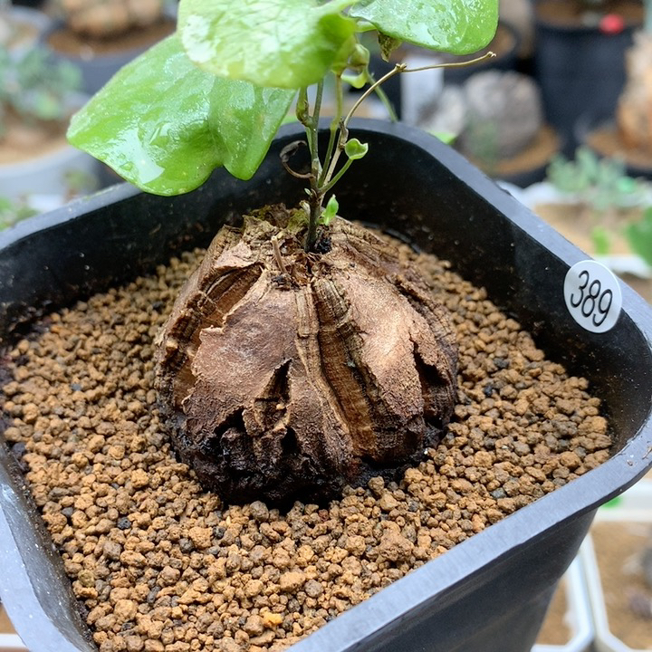 南非龟甲龙带盆4.3cm