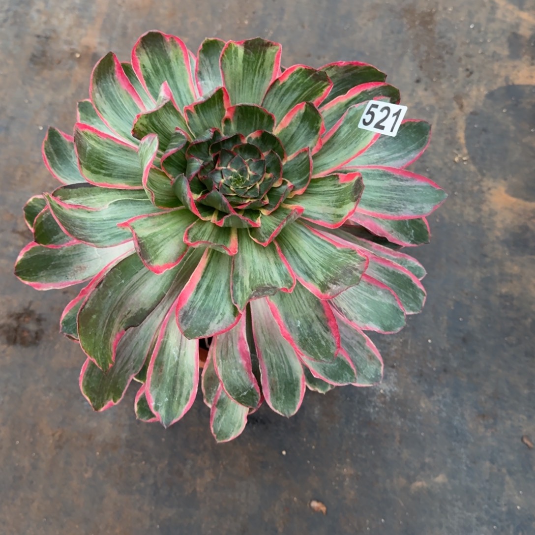 521多肉植物恶魔之眼