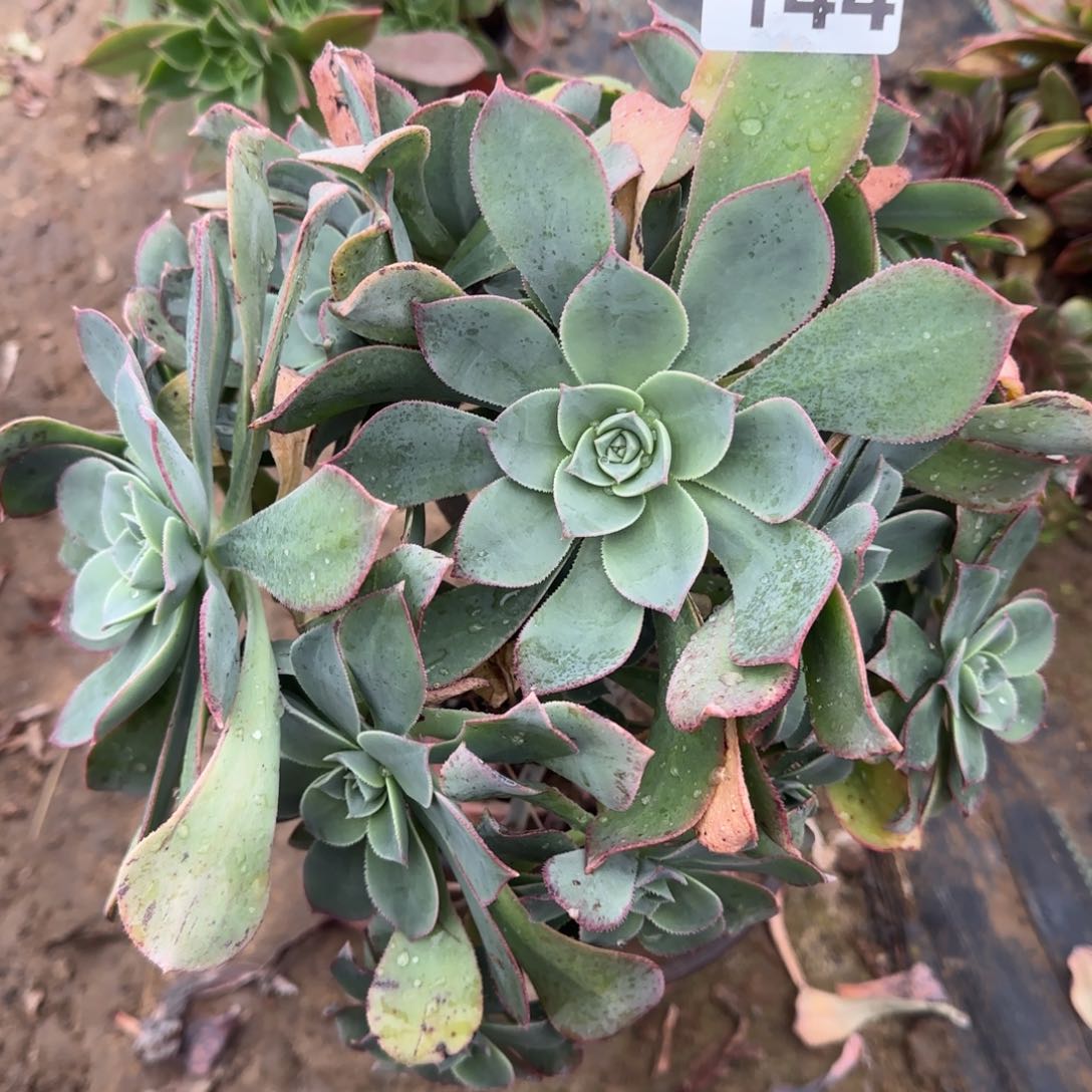 翡翠城多肉144满28包邮断枝不包