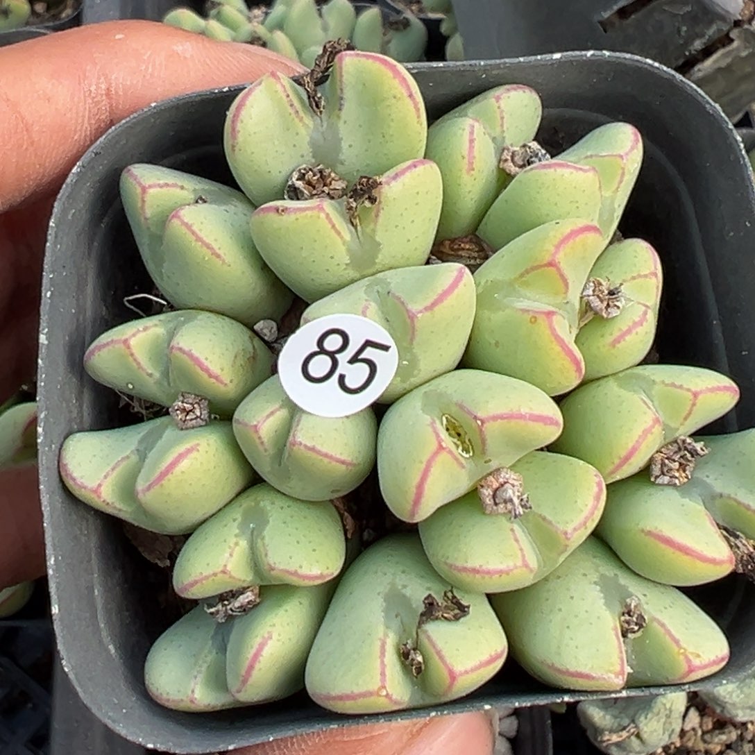 多肉植物111111111111111111