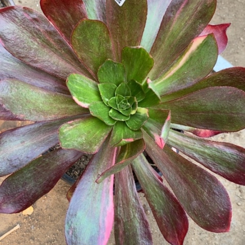 457魅影七彩满25包邮多肉