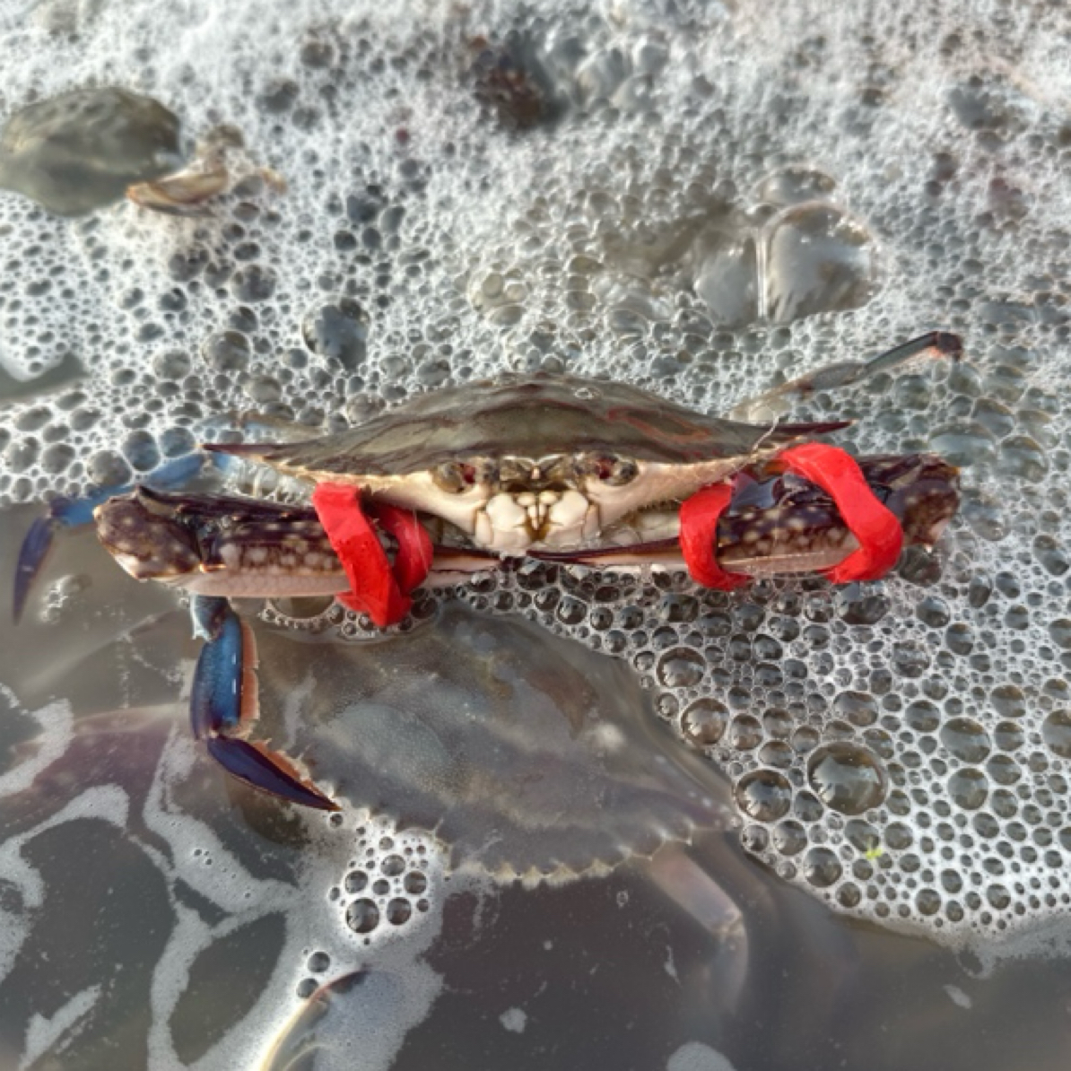 连云港梭子蟹3斤99元