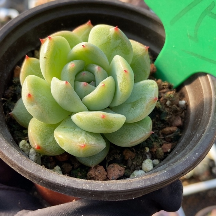 753雪花珍妮多肉植物保护