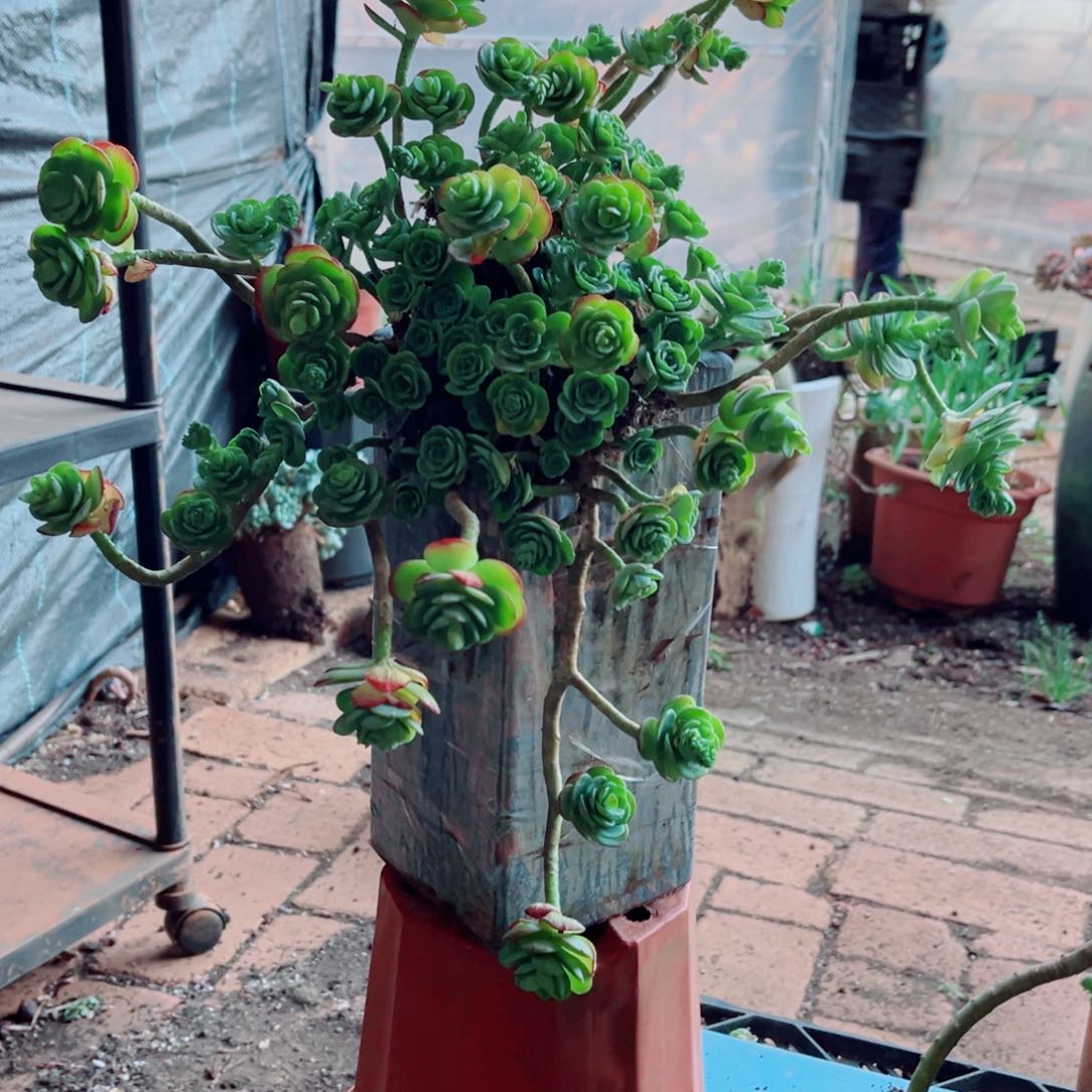 薄化妆两颗大群的