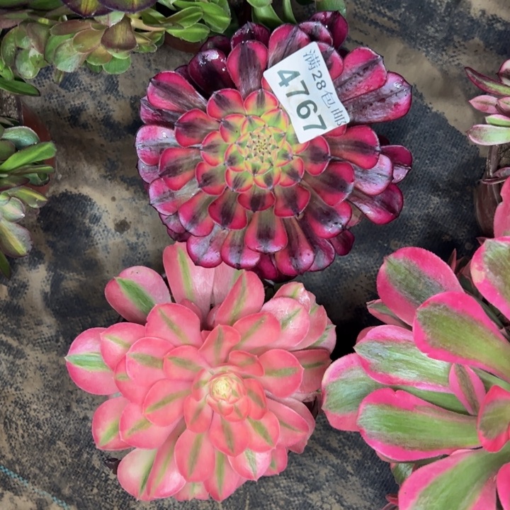 4767南两颗多肉植物