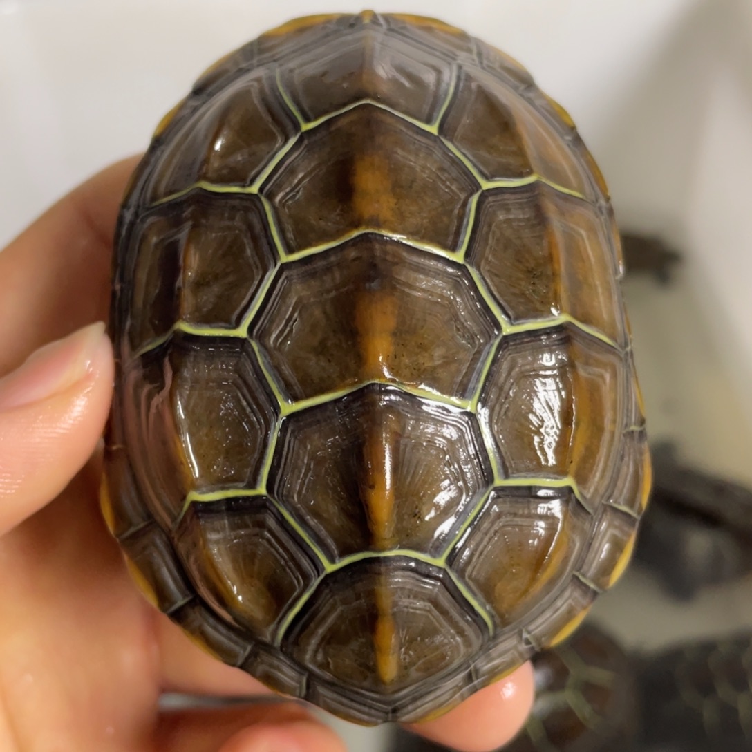 苏北金线冷水草龟