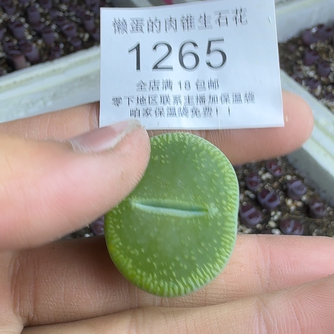 1265 哈哈哈哈哈哈哈哈