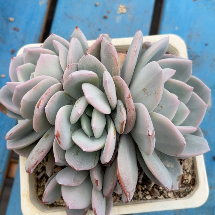 韩版奶茶4头无砍，包正版