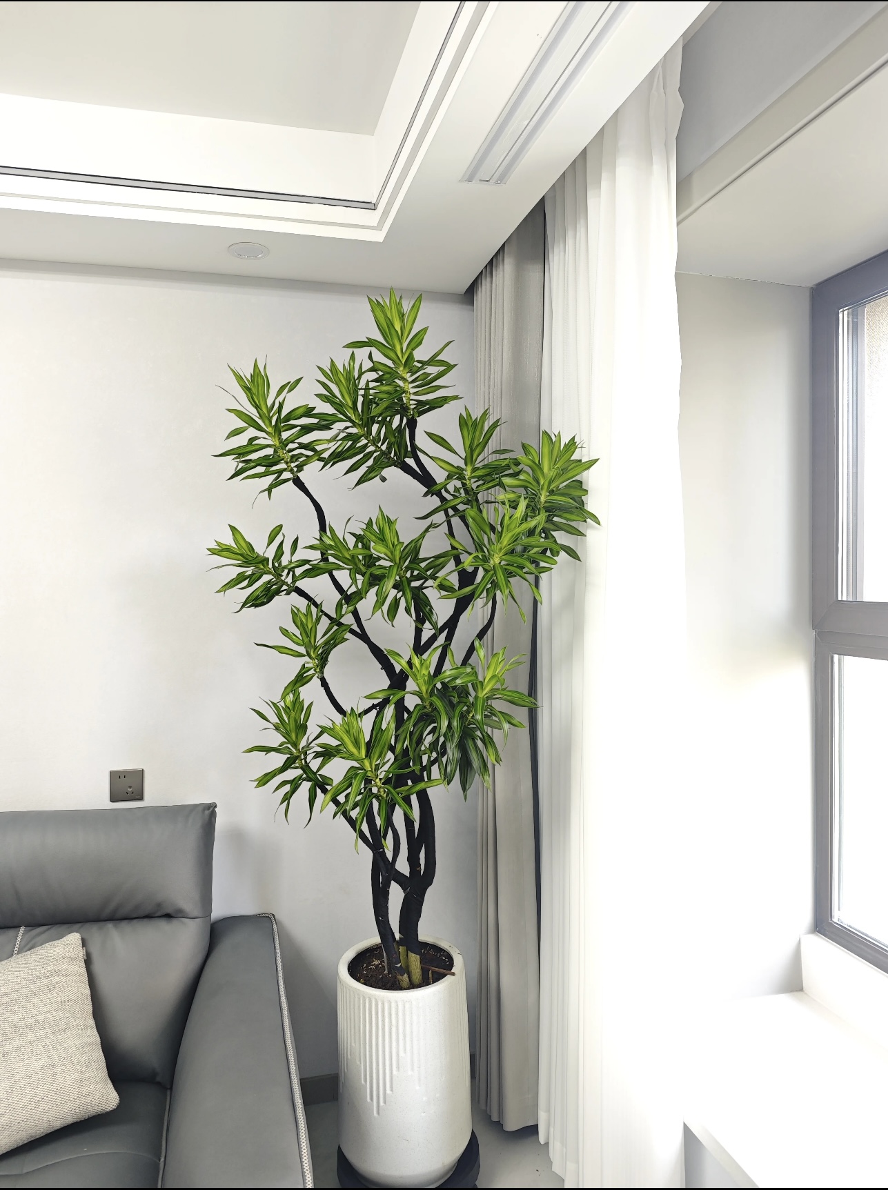 造型百合竹大盆栽室内客厅绿植可净化空气简单好养绿植盆栽室内