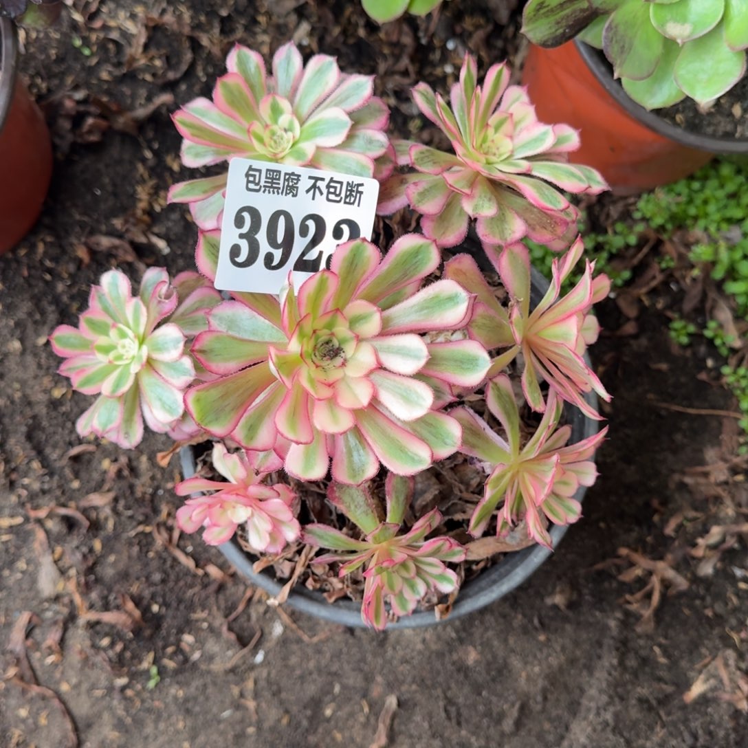 法师白月光3923 19-36