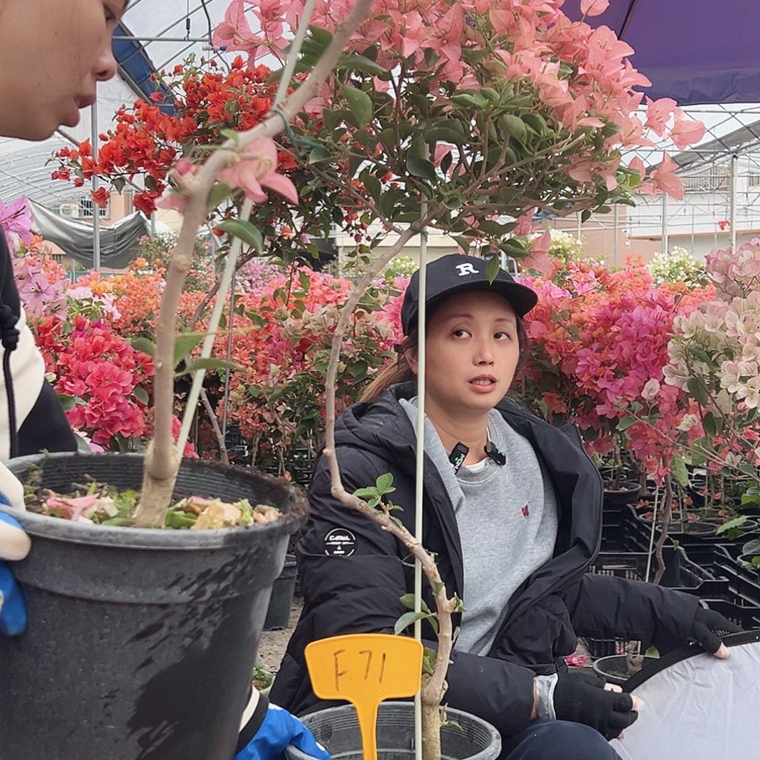 W***薇大部分花苞少量开放F71卡亚塔