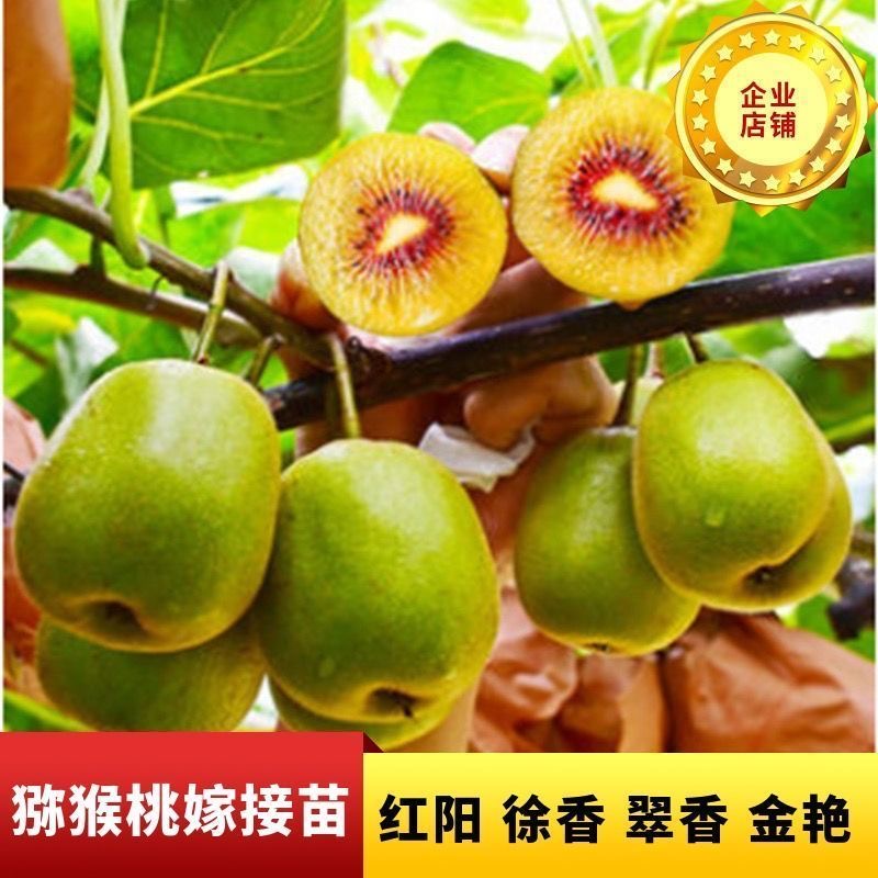 【带泥浆】四川苍溪红心猕猴桃树苗嫁接苗翠香果树苗红心黄心绿心