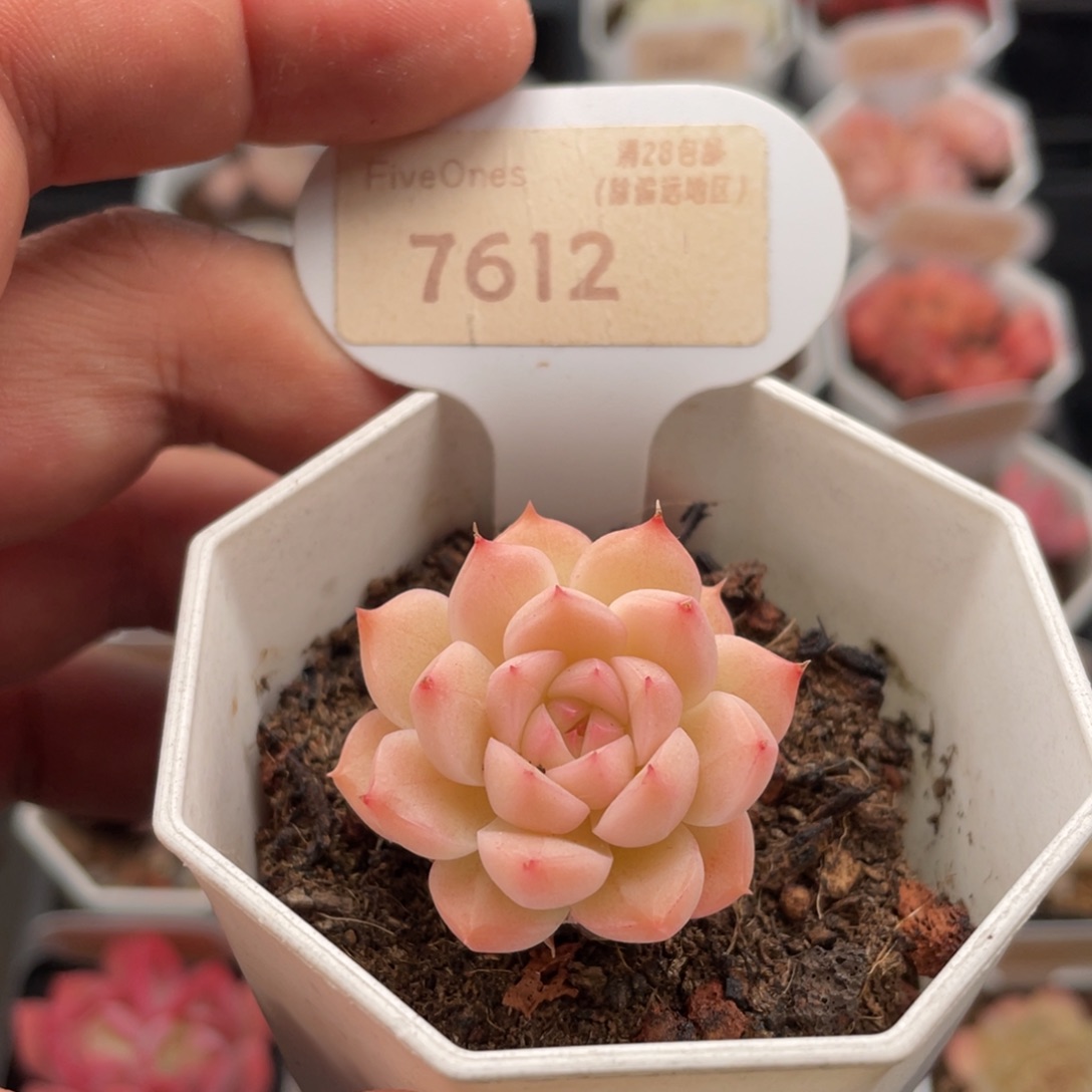 女王麦7612-3.5厘米