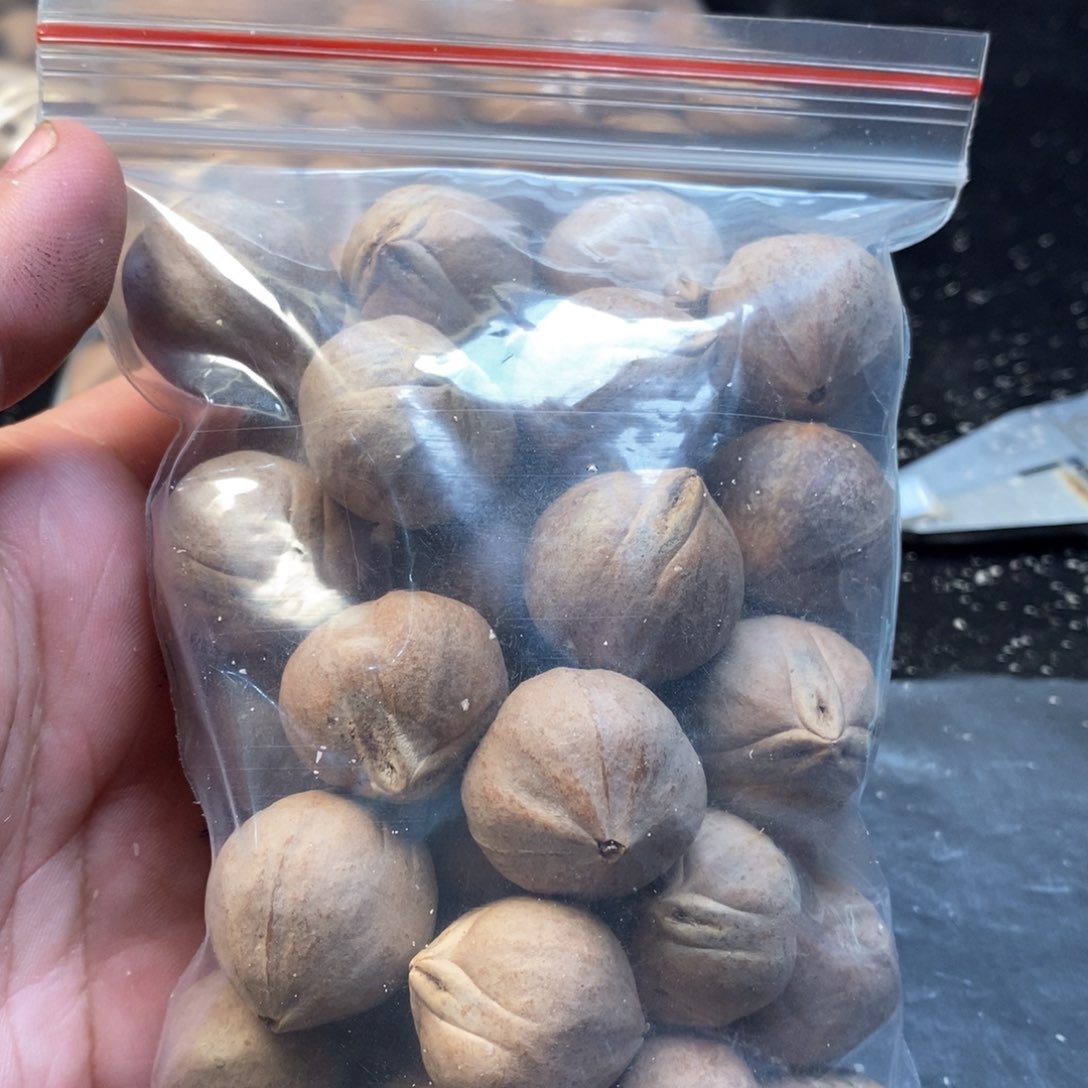 橄榄核手串/手链