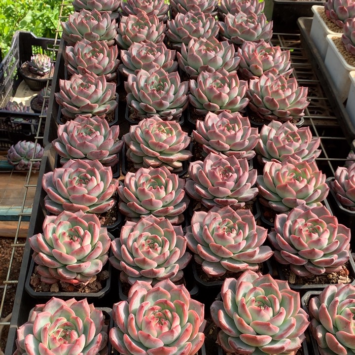 红鸾多肉植物9.99两单包邮