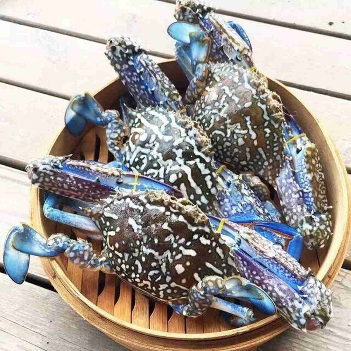 兰花母蟹两只1斤精品超大只包肥包有膏顺丰冷链发货速冻保鲜螃蟹