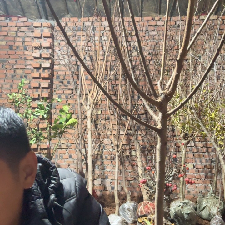 一物一拍，蜂糖李子