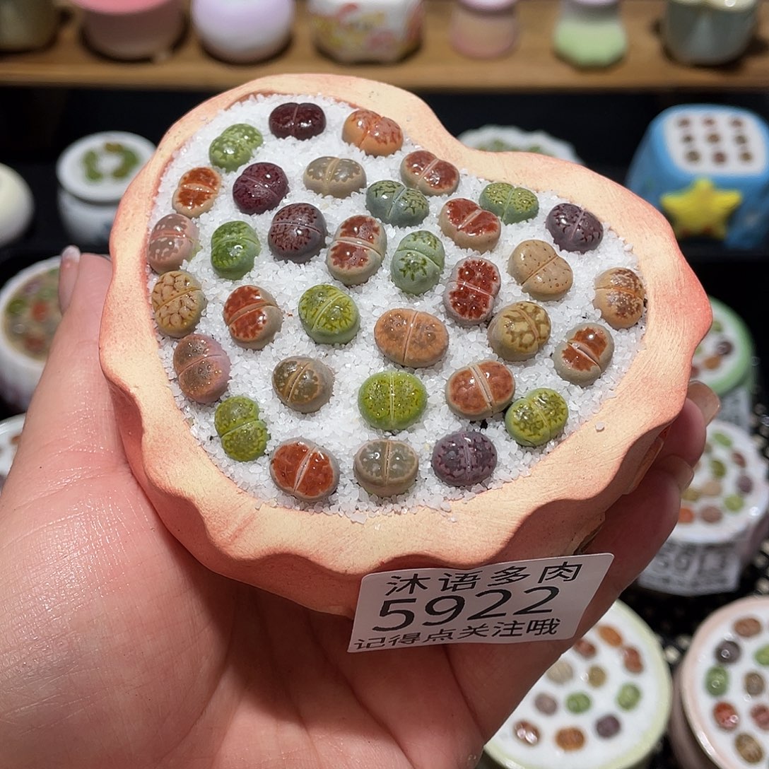 带盆土植物 一物一拍5922