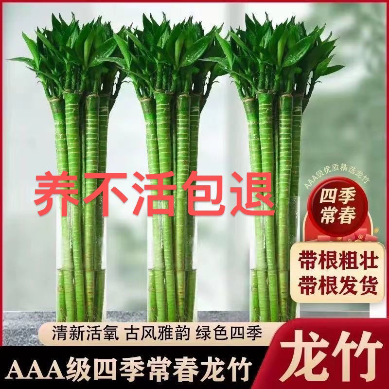 不用晒太阳室内绿植带根文昌竹龙竹富贵竹转运竹水养绿植盆栽室内