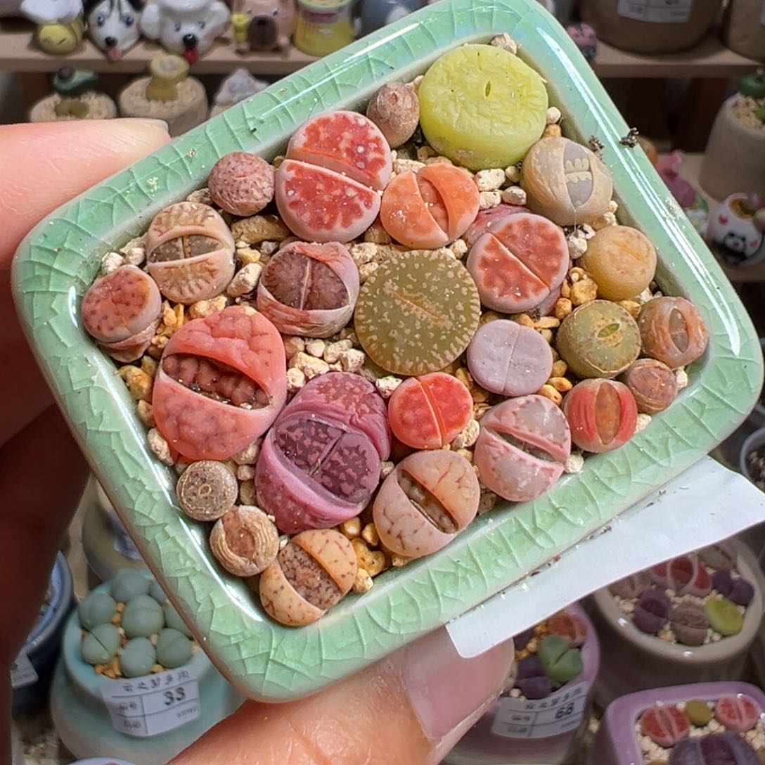 多肉植物70号彩色组合