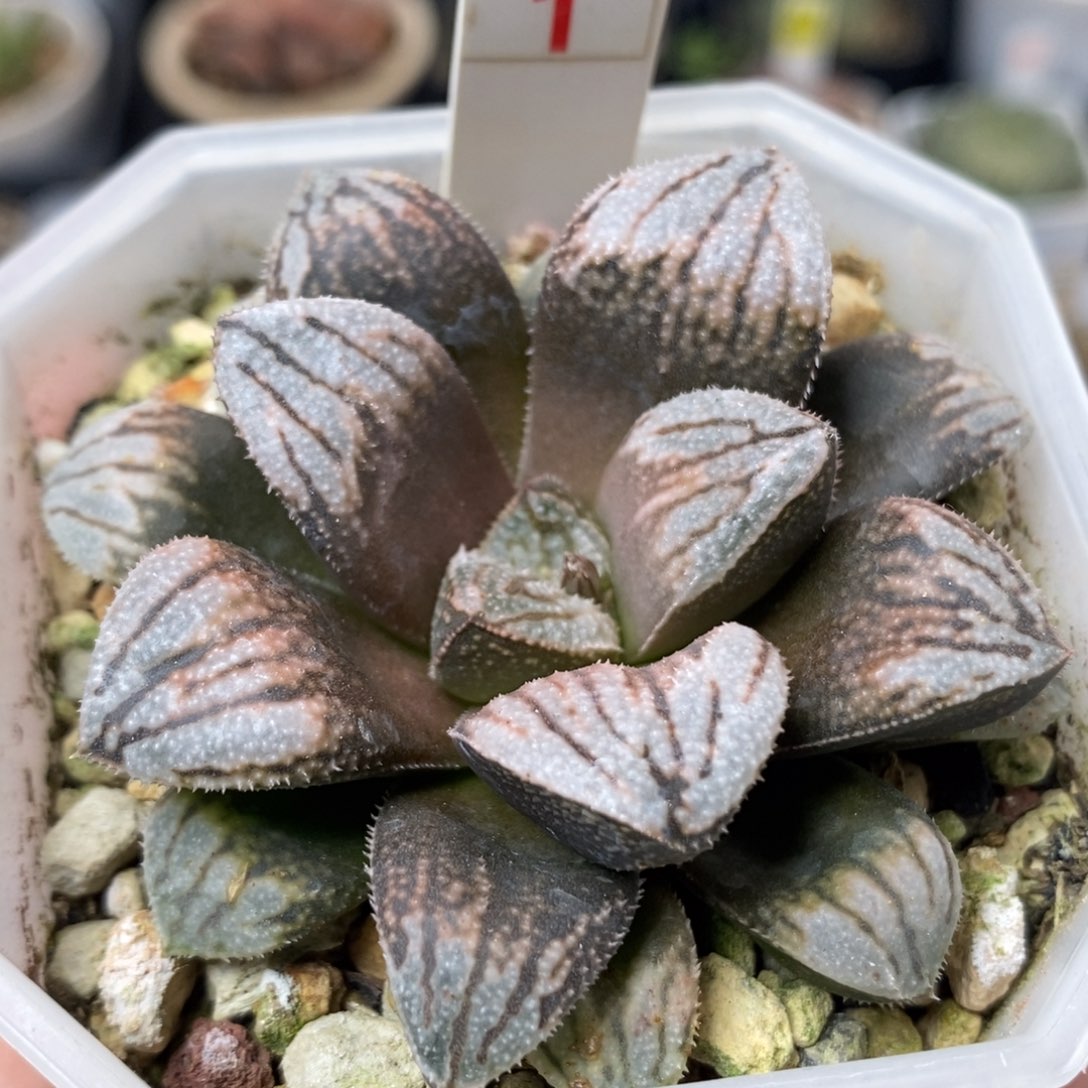 1江南雪一物一拍，，，