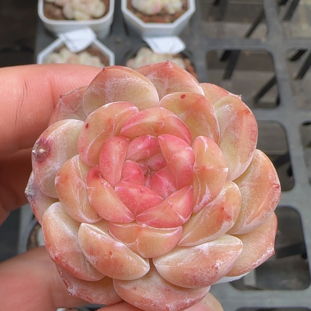 灯泡心珍妮单头一颗