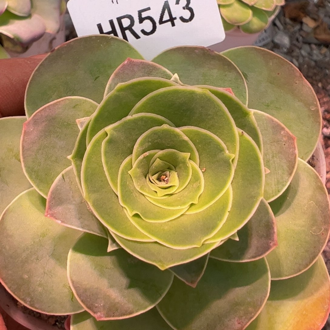 HR543。不知名福利