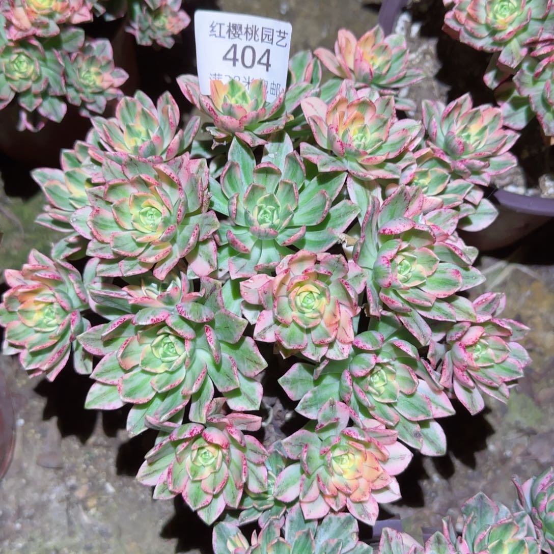 甜茶法师多肉404