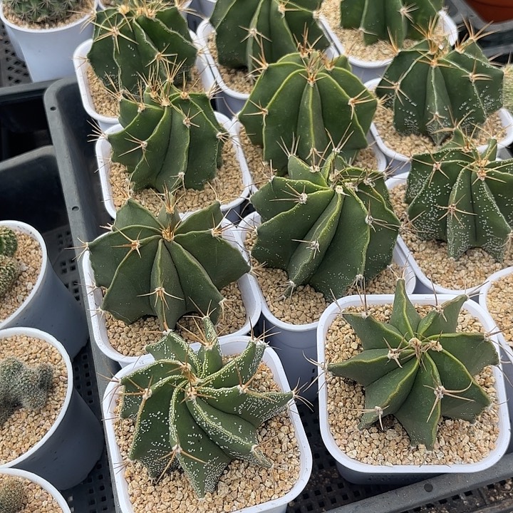 般若高脚杯实生随机一盆