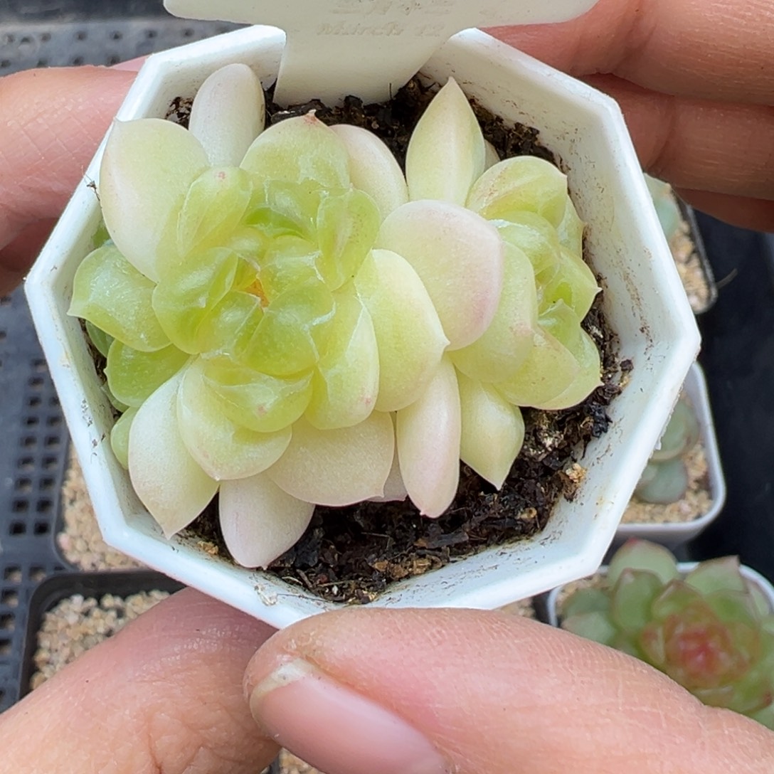 701号现金晗雨多肉植物