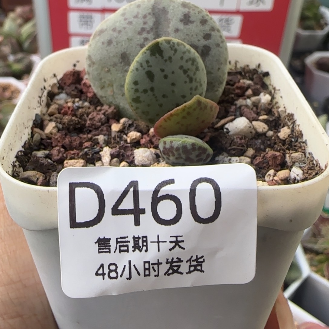 花蛋斑。    。      460。    
