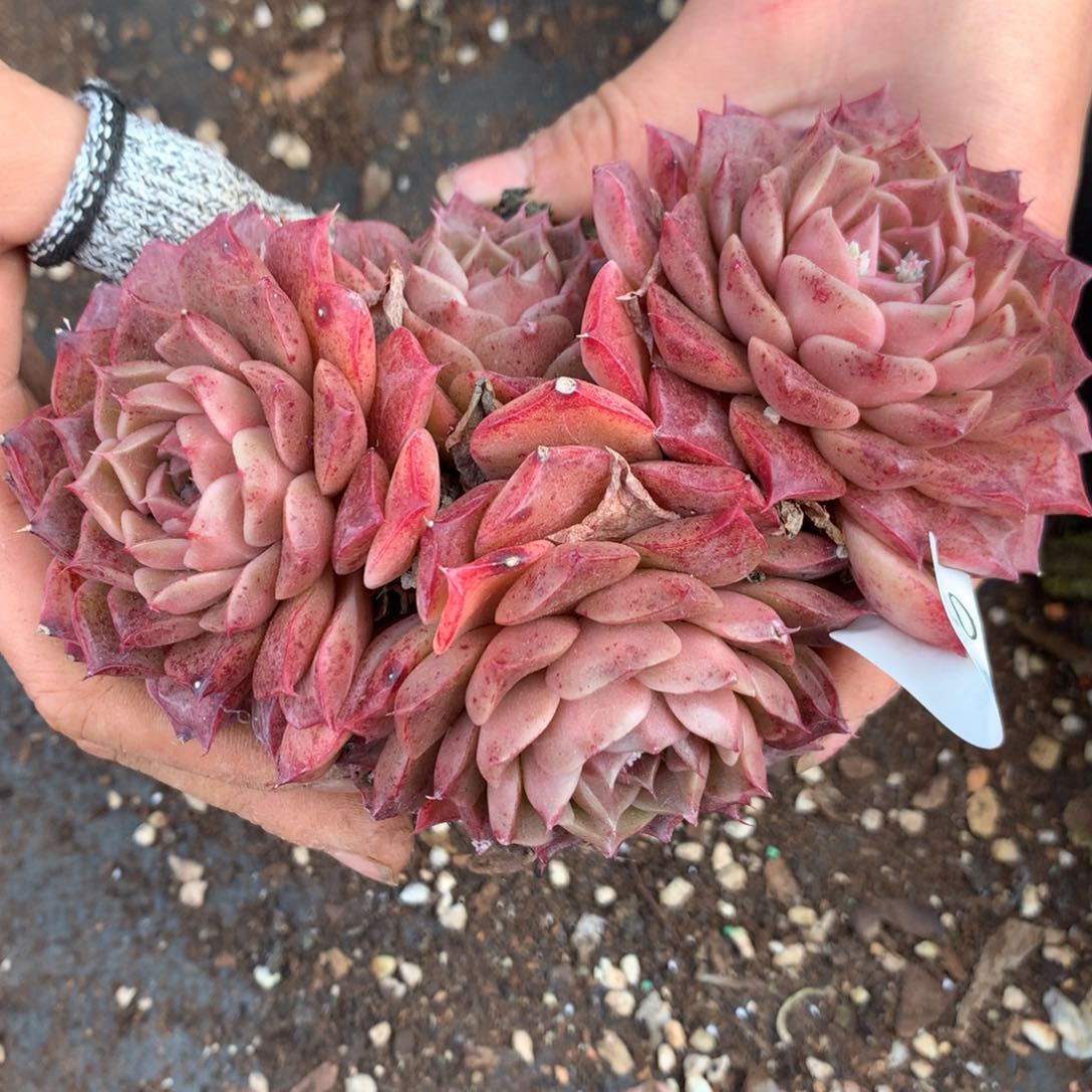 6707杂交精品基地13厘米